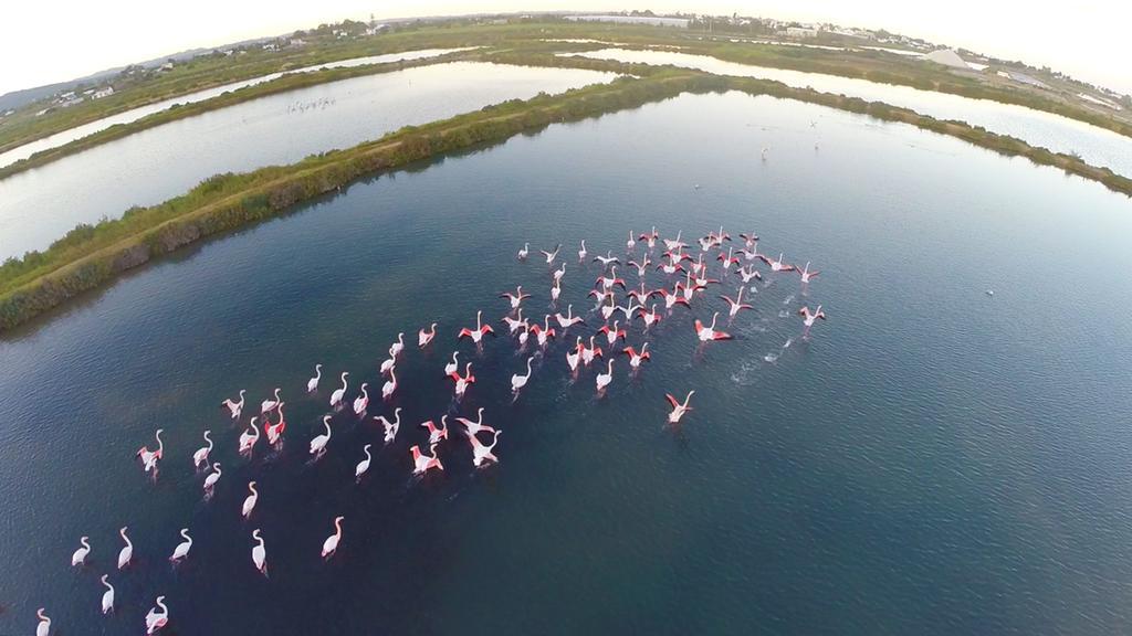 Real Marina Hotel & Spa Olhao Luaran gambar Flamingoes at the lake